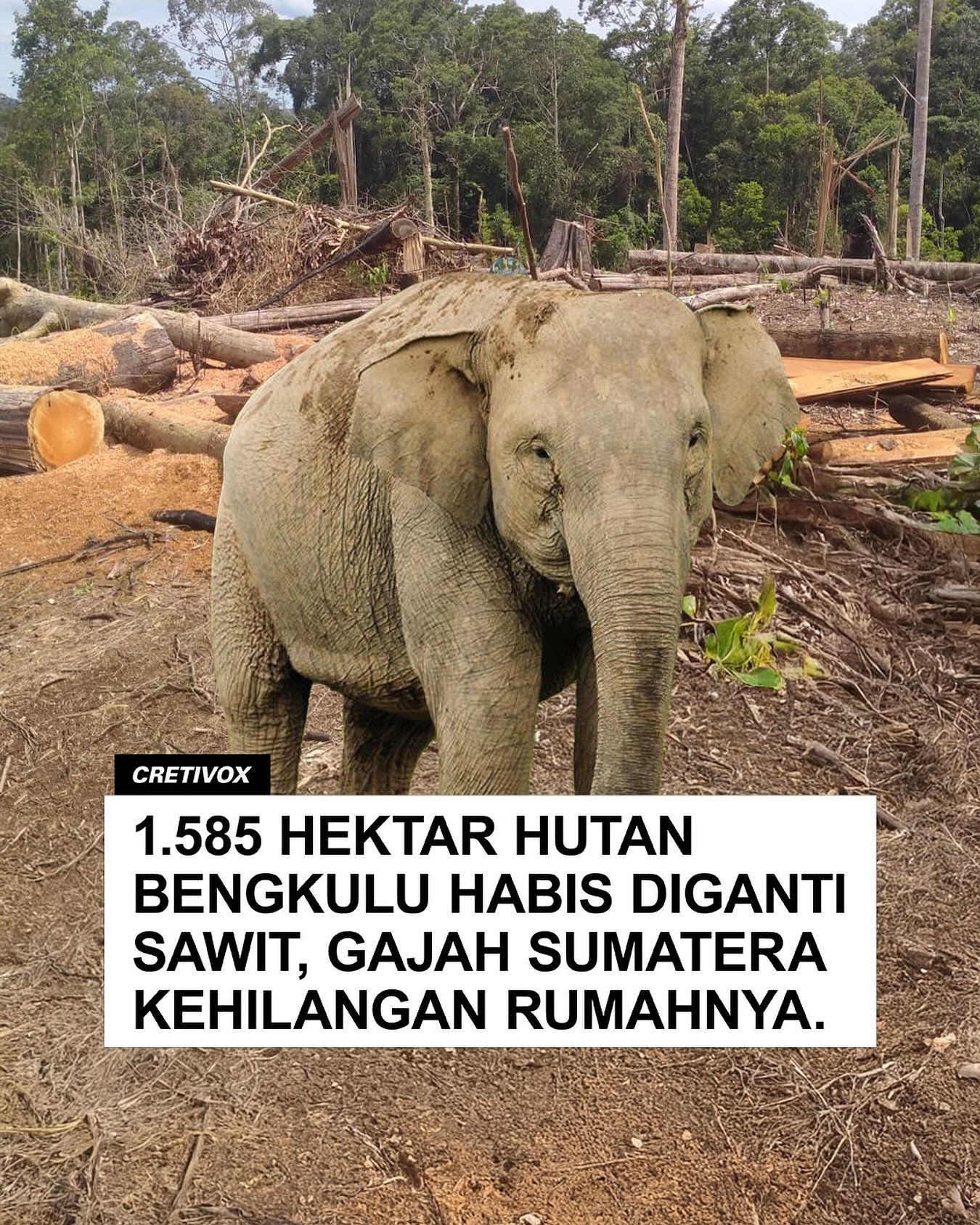 Gajah Sumatera Terancam Punah: 1.585 Hektar Habitat di Bengkulu Hilang dalam 2 Tahun!
