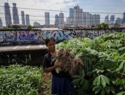 Dari Bantaran Kali ke Meja Makan: Kisah Sukses Petani Urban yang Hasilkan Ratusan Ribu Tiap Hari di Jakarta!