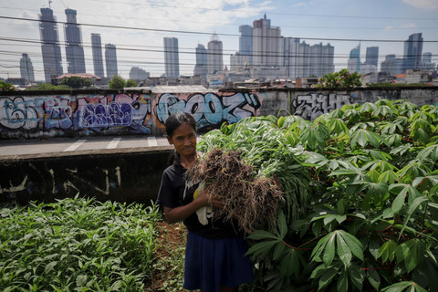 Dari Bantaran Kali ke Meja Makan: Kisah Sukses Petani Urban yang Hasilkan Ratusan Ribu Tiap Hari di Jakarta!