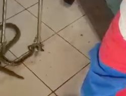 Waspada! Ular Sanca 1 Meter Siap Serang di Dalam Rumah JakTim, Ini yang Terjadi Selanjutnya