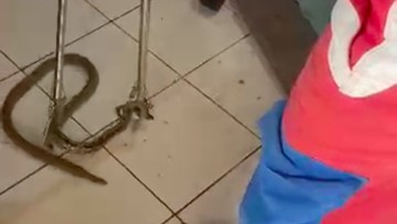 Waspada! Ular Sanca 1 Meter Siap Serang di Dalam Rumah JakTim, Ini yang Terjadi Selanjutnya