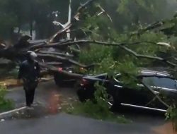 Pohon Tumbang di Dharmawangsa Jaksel Timpa Mobil, Lalu Lintas Macet Total!