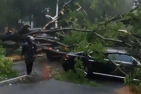 Pohon Tumbang di Dharmawangsa Jaksel Timpa Mobil, Lalu Lintas Macet Total!