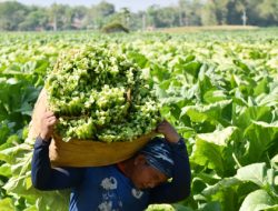 Rokok Ilegal Diberantas, Industri Tembakau Meledak di Era Purbaya: Ini Faktanya!