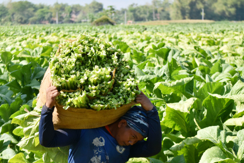 Rokok Ilegal Diberantas, Industri Tembakau Meledak di Era Purbaya: Ini Faktanya!