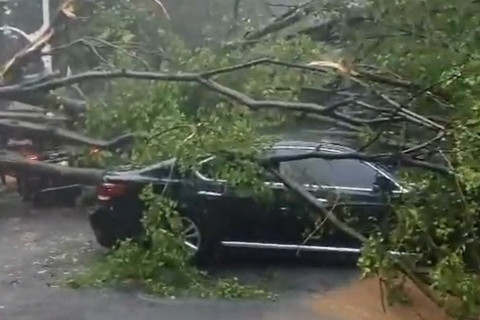 Tragis! Pohon Tumbang di Dharmawangsa Tewaskan Satu Nyawa, 5 Mobil Ringsek