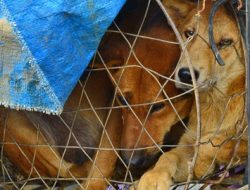 Geger! 5 Warung Daging Anjing di Bantul Terbongkar, Ini Bahaya Mengerikan yang Mengintai