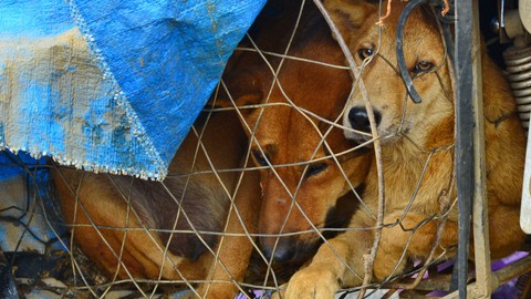 Geger! 5 Warung Daging Anjing di Bantul Terbongkar, Ini Bahaya Mengerikan yang Mengintai