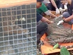 Harimau Sumatera Terluka Jerat di Lampung: DNA Diperiksa, Apakah Ini Si Penyerang Manusia?