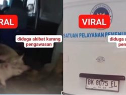 Badan Gizi Nasional Lapor Polisi! Siapa Dalang di Balik Mobil Berstiker BGN yang Angkut Babi?