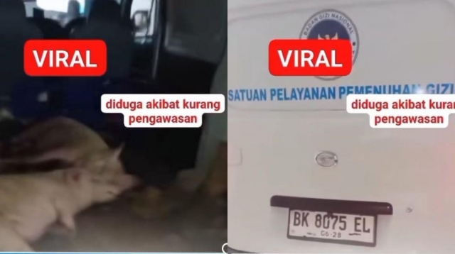 Badan Gizi Nasional Lapor Polisi! Siapa Dalang di Balik Mobil Berstiker BGN yang Angkut Babi?