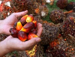 Dividen Interim TAPG Rp993 Miliar: Ini Jadwal Pembayaran dan Nilainya