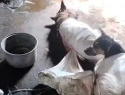 Larangan Perdagangan Daging Anjing di Bantul: Sri Sultan Segera Terbitkan Aturan Baru