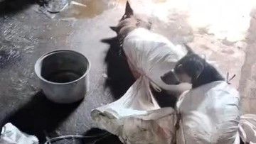 Larangan Perdagangan Daging Anjing di Bantul: Sri Sultan Segera Terbitkan Aturan Baru