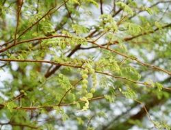 4 Ciri-Ciri Pohon Rawan Tumbang & Cara Klaim Asuransinya