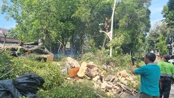 Kronologi Pohon Tumbang di Dharmawangsa Jaksel Tewaskan 1 Orang
