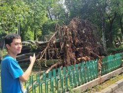 Pohon Tumbang di Jaksel: Gubernur Anung Ungkap Penyebab & Upaya Pencegahan