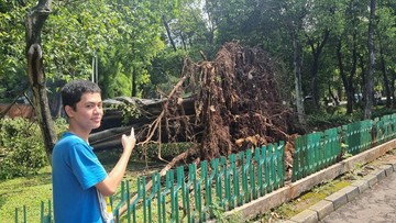 Pohon Tumbang di Jaksel: Gubernur Anung Ungkap Penyebab & Upaya Pencegahan