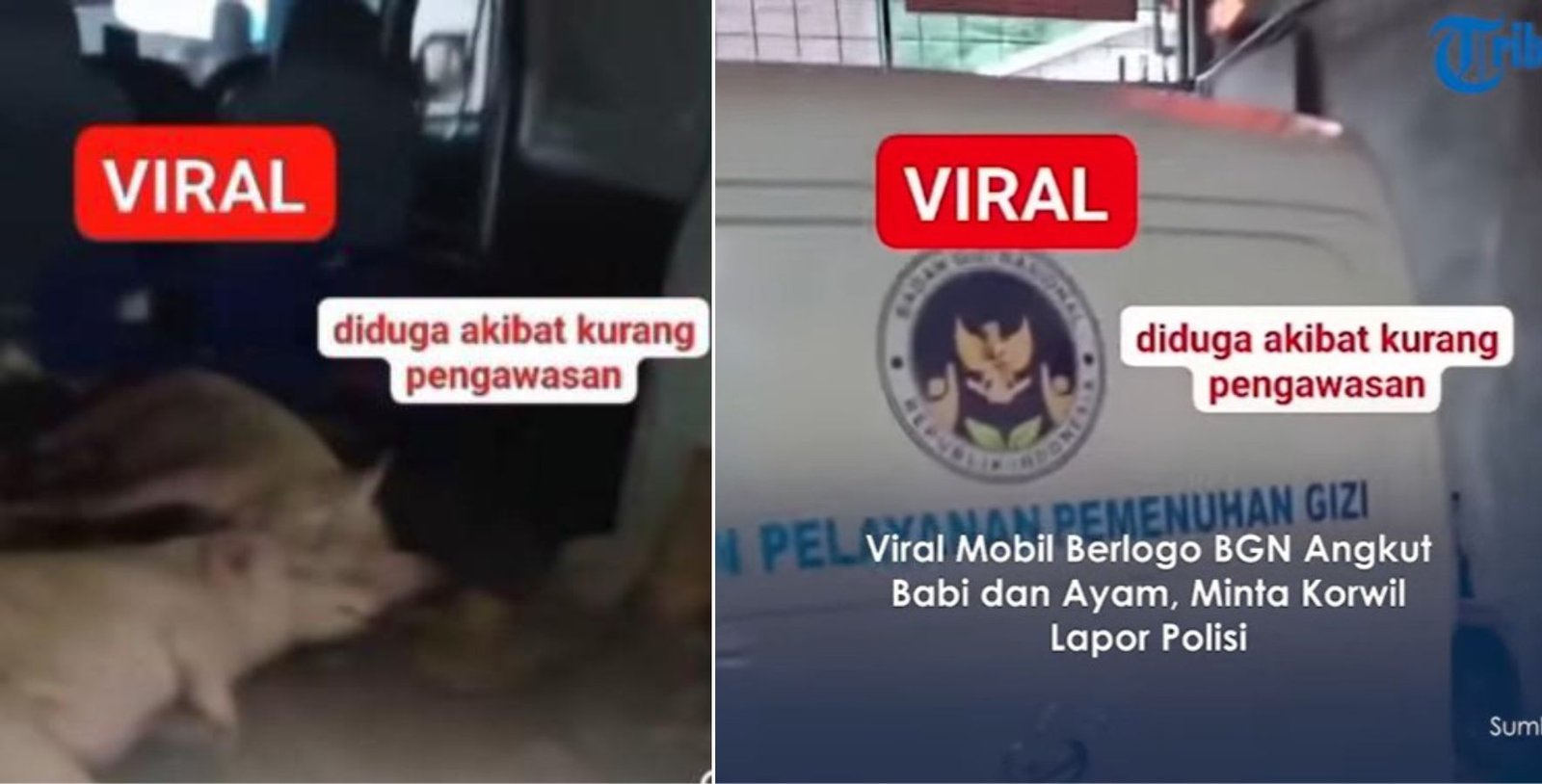 Viral Mobil BGN Angkut Ayam & Babi, Ini Klarifikasi Resmi: Bukan Kendaraan Resmi!