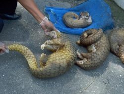 Polda Riau Gagalkan Perdagangan Ilegal 30 Kg Sisik Trenggiling, 1 Tersangka Ditangkap