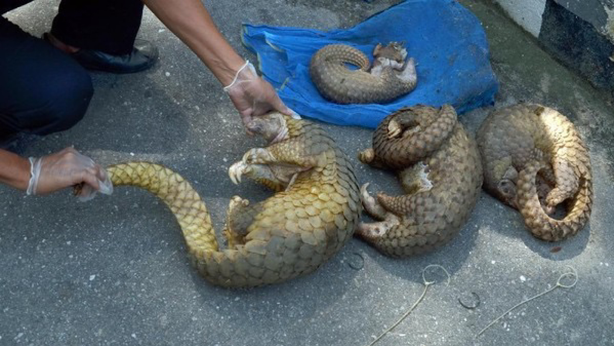 Polda Riau Gagalkan Perdagangan Ilegal 30 Kg Sisik Trenggiling, 1 Tersangka Ditangkap