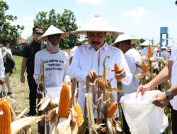 Menteri Imipas Panen 45 Ton Jagung Hibrida di Sidoarjo, Dukung Ketahanan Pangan