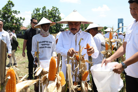 Menteri Imipas Panen 45 Ton Jagung Hibrida di Sidoarjo, Dukung Ketahanan Pangan