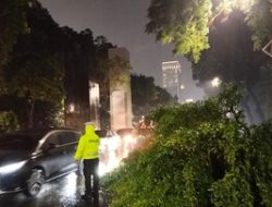 Pohon Tumbang di Depan GBK Arena Pagi Ini, Lalu Lintas Macet Parah!