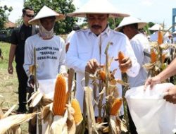 Menteri Agus Andrianto Panen 45 Ton Jagung di Sidoarjo, Dukung Ketahanan Pangan