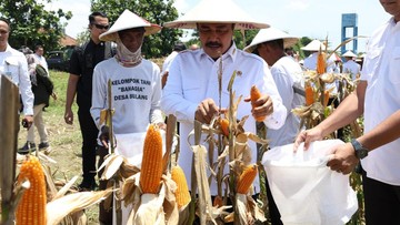 Menteri Agus Andrianto Panen 45 Ton Jagung di Sidoarjo, Dukung Ketahanan Pangan