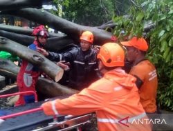 Kronologi Pohon Tumbang di Dharmawangsa Raya Tewaskan 1 Orang, 1 Luka-luka