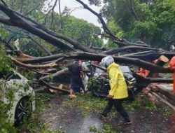 Nomor Penting Posko Pohon Tumbang Jakarta & Ciri Pohon Rawan