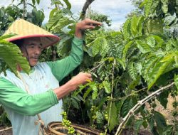 Kopi Sumatera Selatan: Penghasil Terbesar Indonesia 2024 & Fakta Ekspornya