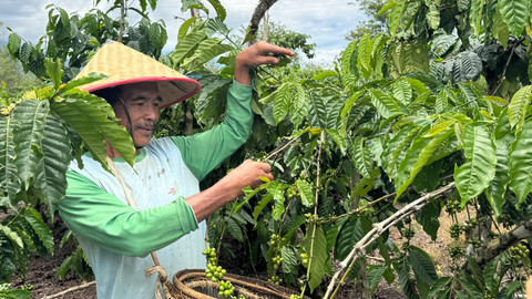 Kopi Sumatera Selatan: Penghasil Terbesar Indonesia 2024 & Fakta Ekspornya