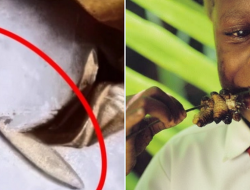 Ulat di Menu MBG SMAN 1 Kamal: Fakta Protein & Bahayanya Menurut Peneliti