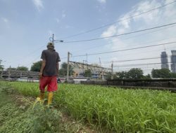 Kisah Inspiratif Jahri, Petani Ciliwung yang Sukses Bertahan di Tengah Hiruk Pikuk Jakarta