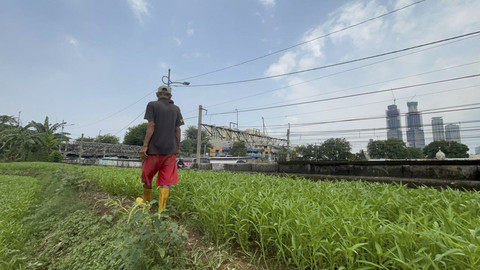 Kisah Inspiratif Jahri, Petani Ciliwung yang Sukses Bertahan di Tengah Hiruk Pikuk Jakarta