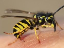 Anak 6 Tahun Tewas Disengat Tawon di Bekasi: Kronologi, Gejala, dan Pertolongan Pertama yang Wajib Diketahui