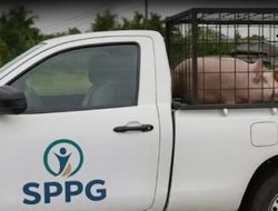 Badan Gizi Nasional Laporkan Mobil SPPG Palsu Pengangkut Babi ke Polisi