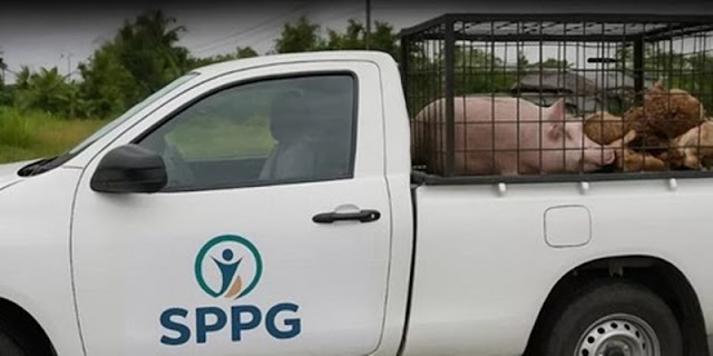 Badan Gizi Nasional Laporkan Mobil SPPG Palsu Pengangkut Babi ke Polisi