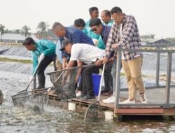 Budidaya Nila Salin di Karawang: Terobosan KKP Tingkatkan Ekspor & Ekonomi Biru