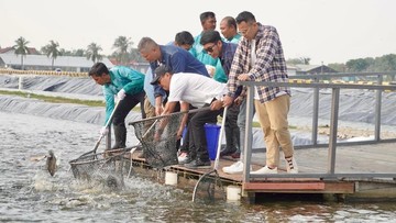 Budidaya Nila Salin di Karawang: Produktivitas 80 Ton/Ha & Dukungan Raffi Ahmad