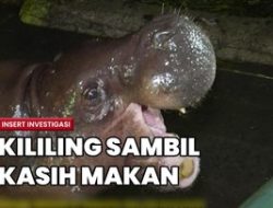 Ragunan Malam: Panduan & Review Terbaru Wisata Satwa Nokturnal 2024