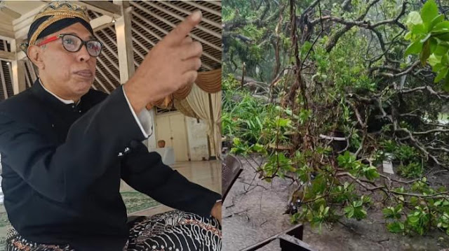 Pohon Tumbang di Langenharjo: Tanda Alam Sebelum Wafatnya Raja Solo Pakubuwono XIII