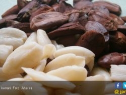 3 Manfaat Kacang Kenari Rendam: Untuk Otak, Diabetes & Usus