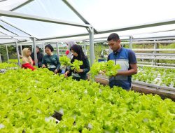 Program CSR Pertamina Patra Niaga Sulawesi Sukses Wujudkan Kemandirian Pangan di Maros