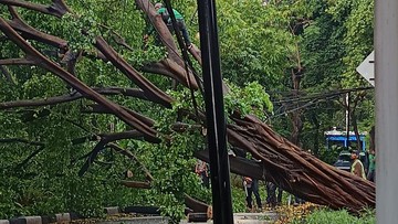 Pohon Beringin Tumbang di Menteng Timbulkan Kemacetan, Ini Penyebabnya