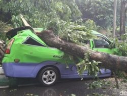 Pohon Tumbang di Jalan Pajajaran Bogor Timpa Angkot, Lalu Lintas Macet Total