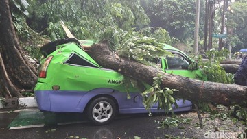 Pohon Tumbang di Jalan Pajajaran Bogor Timpa Angkot, Lalu Lintas Macet Total