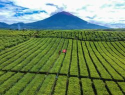 Rahasia Teh Kayu Aro: Warisan Kolonial yang Mendunia & Jadi Favorit Ratu